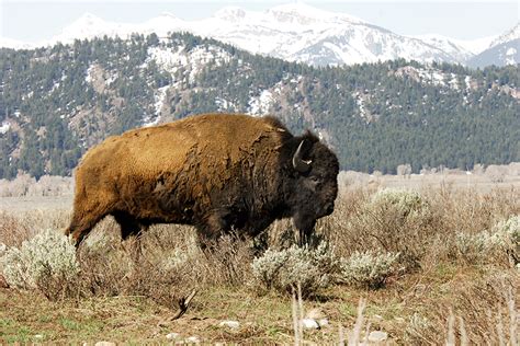 Should North American Bison Be The Us National Mammal