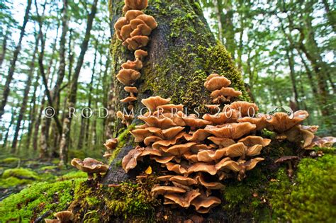 New Zealand Fungi And Lichens Rod Morris Nature Photography