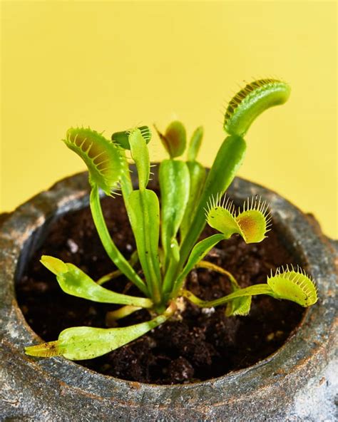 Great savings & free delivery / collection on many items. Carnivorous Plants That Make Great Houseplants | Apartment ...