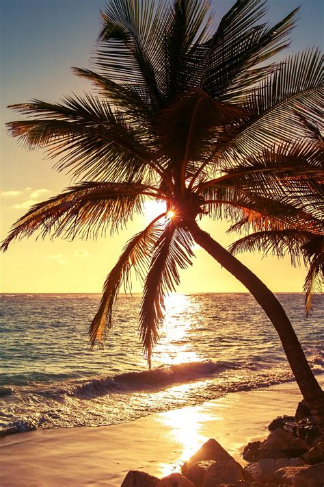 Heaven Ly Mind Palm Tree On The Tropical Beach Beach Wallpaper Palm