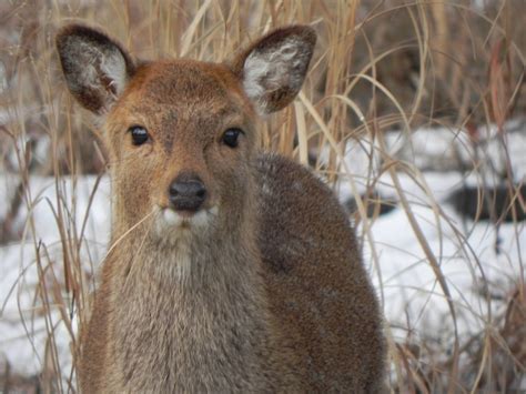 Sika Deer The Interesting Origins Of One Of Marylands Most Elusive