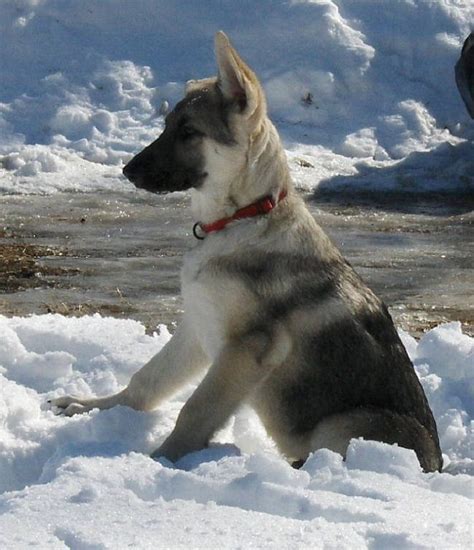 Live the amazing life of a dog owner and opt for one of our german shepherd puppies for sale. 22 best images about Silver sable German shepherd on ...