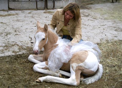 imprint training   newborn foal expert advice  horse care  horse riding