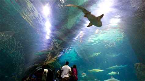 Aquarium Dans Le Nord Du New Jersey