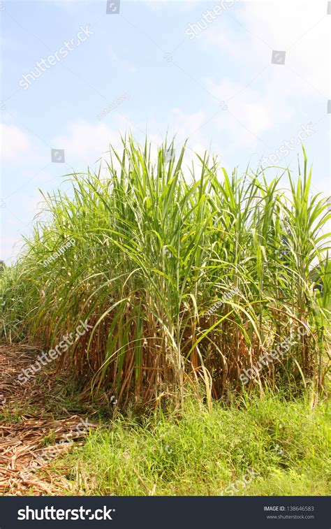 Klk is amongst the largest plantation companies in malaysia, with a land bank of close to 275,000 hectares, spread across malaysia (peninsular in terms of geographical distribution, approximately 54% of the plantation landbank is located in indonesia, 43% in malaysia and 3% in liberia. Sugar Cane Plantation, Experimental Dry Crops Station, Mahasarakham, Thailand Stock Photo ...