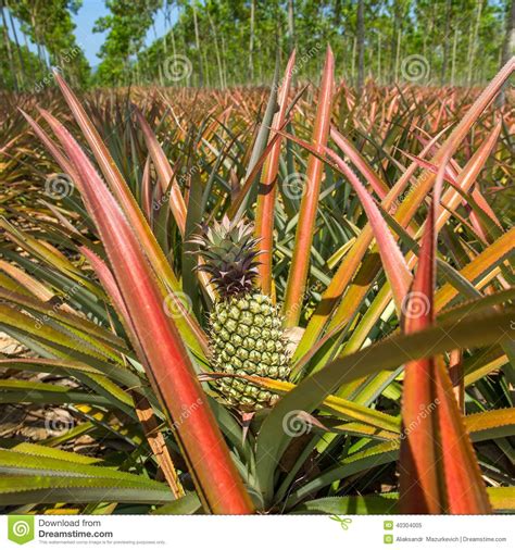Ripe Pineapples Growing On The Bush Stock Image Image Of