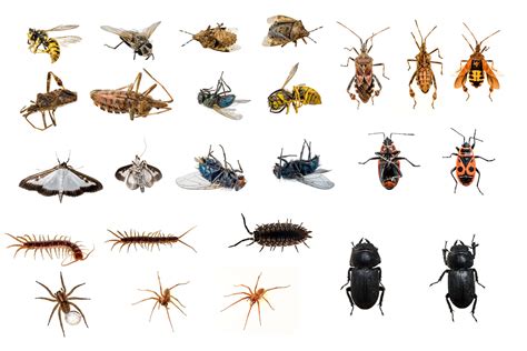 Different Kinds Of Pests Image To U