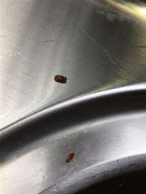 Small Bugs Around Kitchen Sinkwindow Rwhatsthisbug