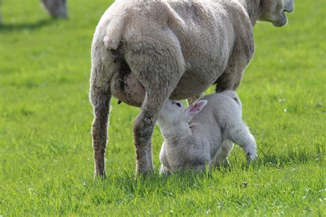Free Images Grass Wildlife Grazing Lamb Infant Animals