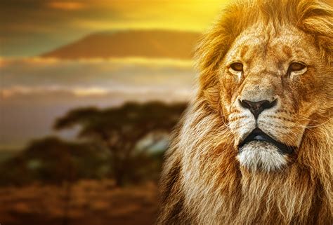 Fonds Decran Lions Afrique Museau Voir Animaux Télécharger Photo