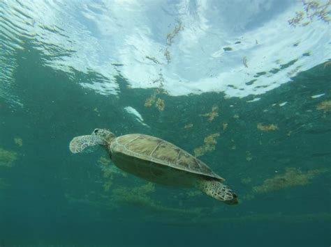 Belize Turtle Rushkult