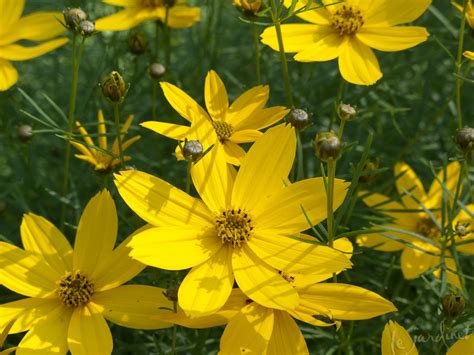 Spring flowering trees as spring approaches it is time to access the garden and plan for the upcoming season. Best Drought Tolerant Perennials & Annuals - that are Deer ...