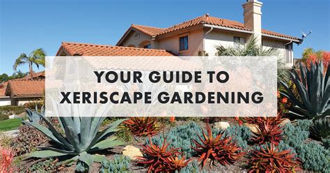 Xeriscape Gardening In Georgia Fasci Garden