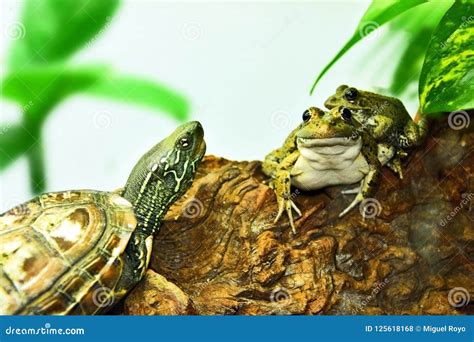 Turtle And Frogs Good Friends Stock Photo Image Of Wild Animals