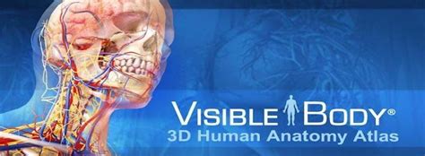 Mettere Insieme Sussidio Inganno Visible Body 3d Human Anatomy Gettare