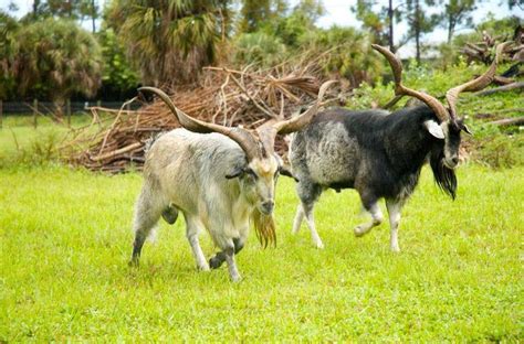 Spanish Goat Bucks Spanish Goats Breed Spanish Goat Goats