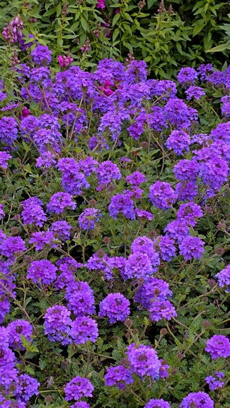 Learn About Verbena Homestead Purple Homestead Purple Verbena