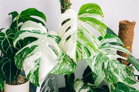 Most Expensive House Plants 9 Expensive Plants For Your Home Decor