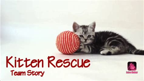 Kitten Rescue Team Story Youtube
