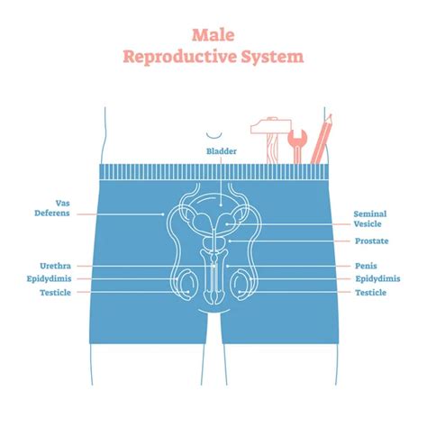 Male Reproductive Images Search Images On Everypixel