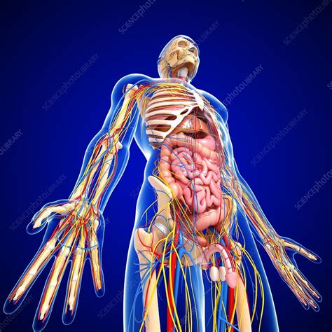 Male Anatomy Artwork Stock Image F0060062 Science Photo Library