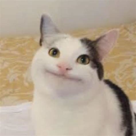 This Cat Has A Weird Smile Rfunny