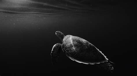 WALLPAPERS HD Turtle Underwater