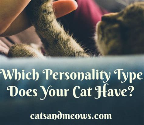 Which Personality Type Does Your Cat Have Cats And Meows Cat