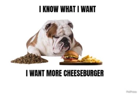 10 Funny Fat Dog Memes Petpress
