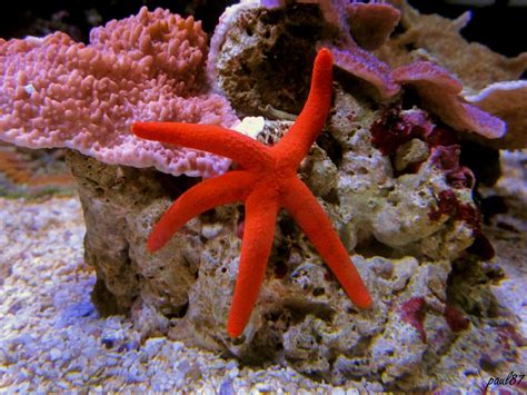 What Does Care For Linkia Starfish Look Like Reef2reef Saltwater And
