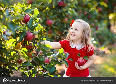 Child Picking Apples Farm Autumn Little Girl Playing Apple Tree — Stock