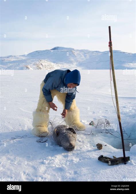 harvesting a seal from a trap underneath the sea ice inuit hunter wearing traditional trousers