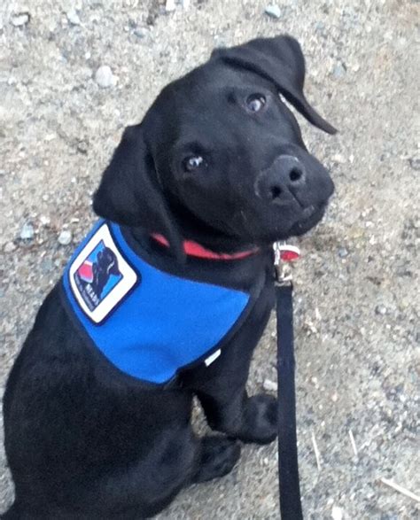 Although service dog certifications are not mandatory by federal law, service dog certifications wants to empower those in need of mental, emotional, and/or physical support from our animals. Love the black lab service dogs! | Service dogs, Dog ...