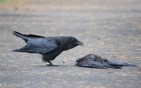 Why Do Crows Copulate With Corpses Live Science