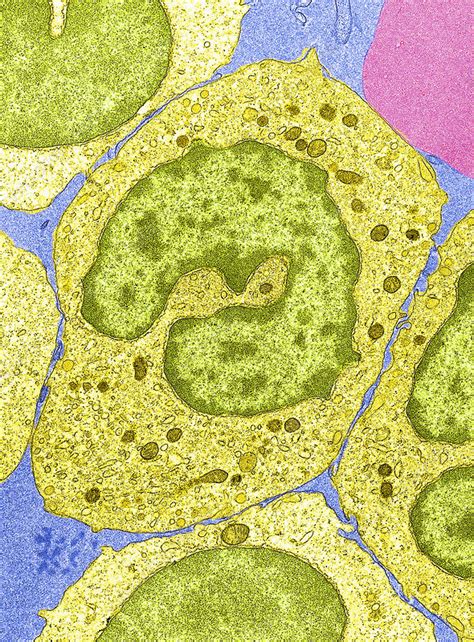 Monocytes Tem Stock Image P2760262 Science Photo Library
