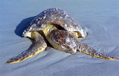 Turtle Journal Discovers Loggerhead Sea Turtle On Gulf