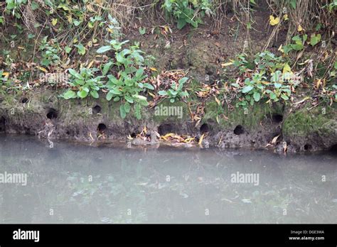 Water Vole Holes On The Bank Of The River Windrush Near Witney Lake