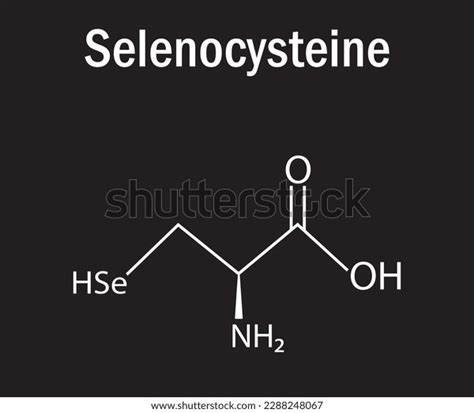 selenocysteine amino acid formula structure chemical stock vector royalty free 2288248067
