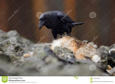 Dieses fuchs sitzend ausmalbild wurde schon 2843 mal angeschaut. Vogel Bild: Gruner Vogel Mit Rotem Kopf In Deutschland