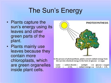 Which plant cell organelle uses light energy to produce sugar. PPT - Photosynthesis PowerPoint Presentation, free ...