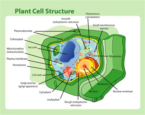 Check spelling or type a new query. Structures Only in Plant (and Other) Cells | Shmoop