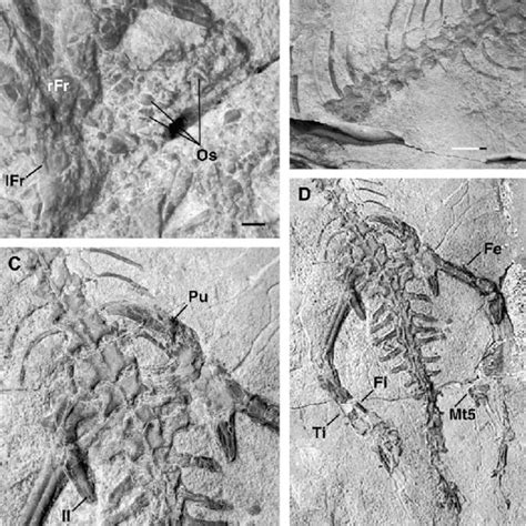 Reconstruction Of The Skull Of Parviraptor Estesi Dorsal View