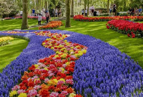 As 7 million flower bulbs bloom over 32 hectares, the park is awash with the sight and scent of blossoming flowers. Keukenhof maakt 360°-video voor virtueel bezoek - Nieuws ...
