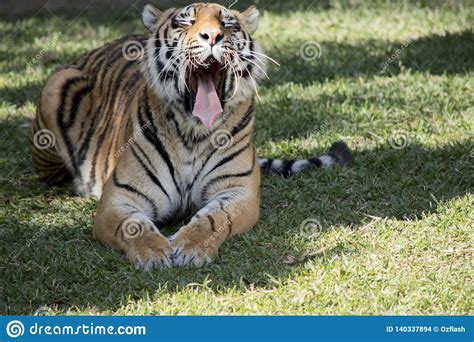 Tiger With Mouth Open Stock Photo Image Of Detailed