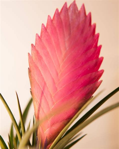 Tillandsia Pink Quill Flower Leis