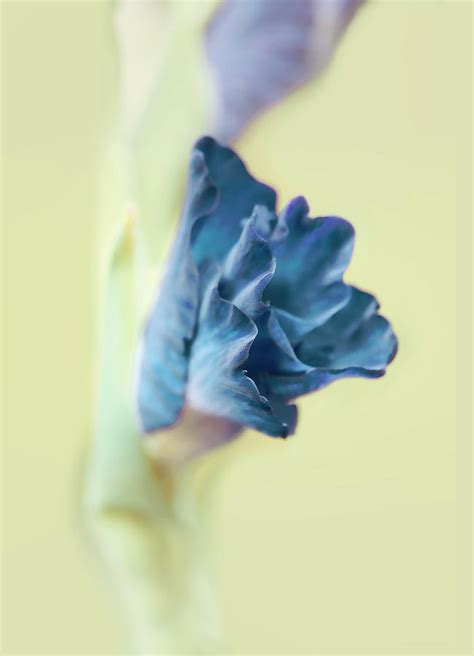 Gladiola Flower Beginnngs Blue Photograph By Jennie Marie Schell Pixels