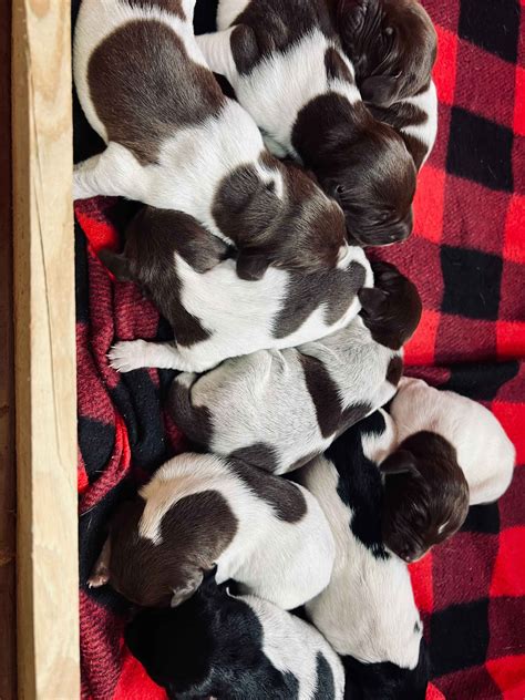 Red Star Kennels - Golden Retriever Puppies for Sale in Bardstown, KY