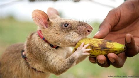 Giant African Pouched Rats Can Detect Tuberculosis And Undetonated