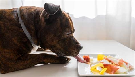 Top 5 Best Dog Food For Pitbulls To Gain Weight And Lean Muscle 2019