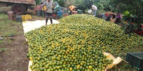 A Grade Maharashtra Fresh Nagpur Oranges Farmers Packaging Size 20